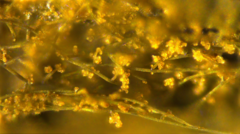Trichaleurina tenuispora