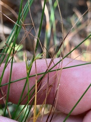 Trachystylis stradbrokensis