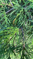 Cupressus nootkatensis