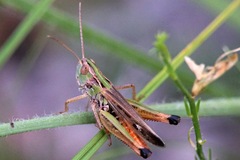Stenobothrus fischeri