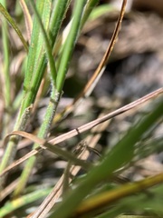 Carex swanii