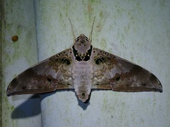 Ambulyx canescens
