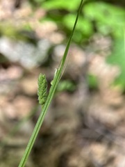 Carex swanii