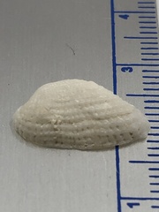 Acar