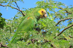 Amazona barbadensis