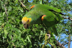 Amazona barbadensis