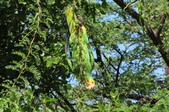 Amazona barbadensis