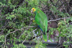 Amazona barbadensis