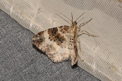 Epirrhoe rivata