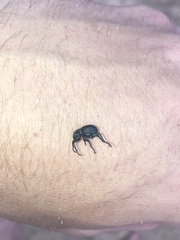 Brachycerus rotundicollis