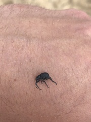 Brachycerus rotundicollis