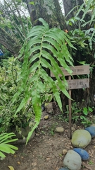 Phlebodium decumanum