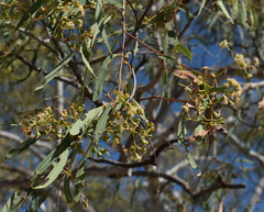 Corymbia serendipita