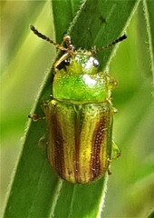 Calomela juncta