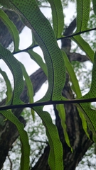 Phlebodium decumanum