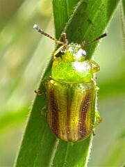 Calomela juncta