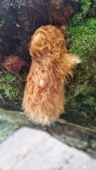 Phlebodium decumanum