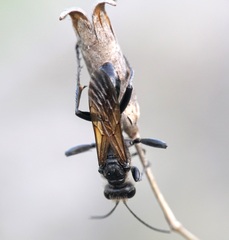 Prionyx subfuscatus