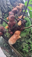 Phlebodium decumanum