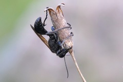 Prionyx subfuscatus