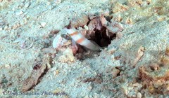 Amblyeleotris steinitzi