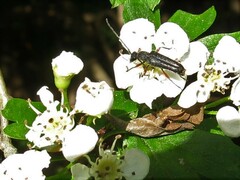 Anoplodera rufipes