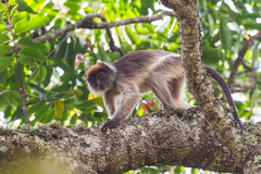 Piliocolobus tephrosceles