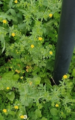 Potentilla intermedia