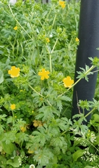 Potentilla intermedia