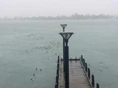 Phalacrocorax varius