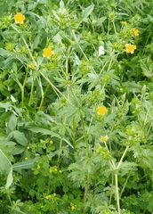 Potentilla intermedia