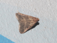 Maradana fuscolimbalis
