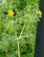 Potentilla intermedia