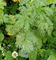 Potentilla intermedia