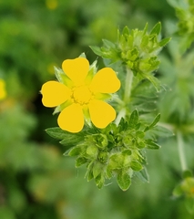 Potentilla intermedia