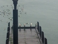 Phalacrocorax varius