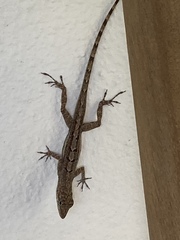 Anolis bonairensis