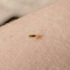 Auchenorrhyncha