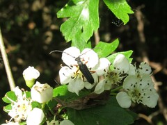 Anoplodera rufipes