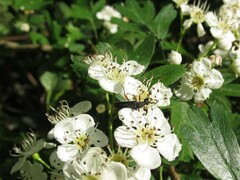 Anoplodera rufipes