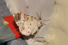 Epirrhoe rivata