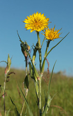 Tragopogon dasyrhynchus