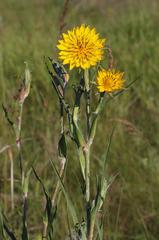 Tragopogon dasyrhynchus