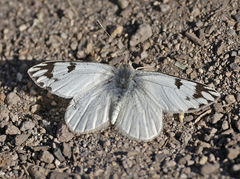 Phulia nymphula
