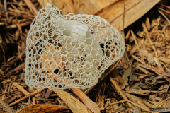 Phallus indusiatus