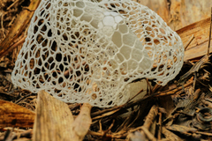 Phallus indusiatus