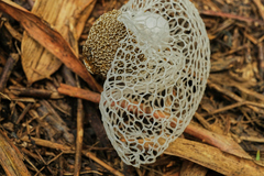 Phallus indusiatus