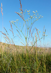 Galium octonarium