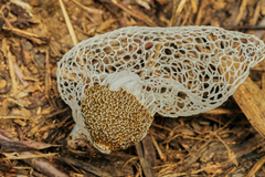 Phallus indusiatus