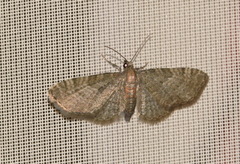 Eupithecia haworthiata